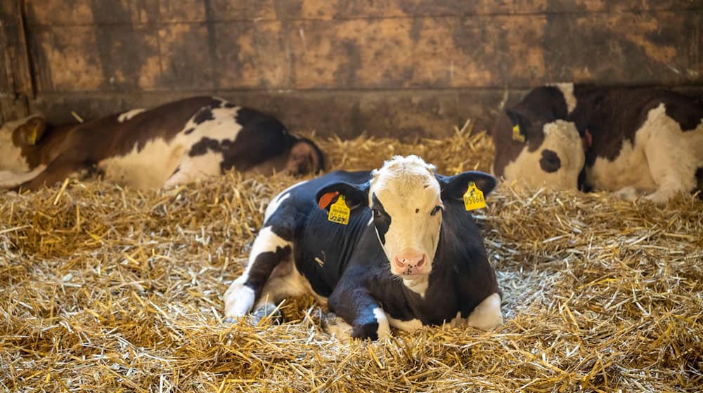Junge Kälber dürfen nach Bundesvorgaben auch ohne Betäubung kastriert werden. (Symbolbild) / Foto: Peter Kneffel/dpa