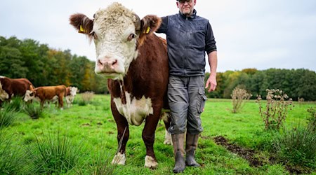 Alexander Schmidt, Rinderzüchter, steht auf einer Wiese neben dem Hereford-Rind mit dem Namen Simba. / Foto: Philipp Schulze/dpa