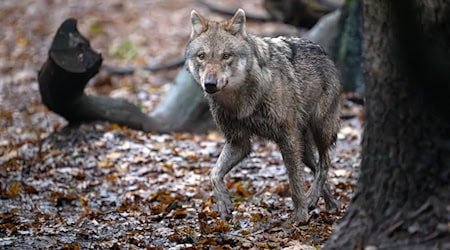 In Niedersachsen lebten zuletzt nach Angaben der Landesjägerschaft 59 Wolfsrudel. (Archivbild) / Foto: Sina Schuldt/dpa