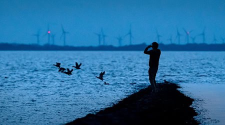 Kranke oder tote Wildvögel sollten von Nationalparkbesuchern wegen einer Infektionsgefahr nicht angefasst werden, rät die Nationalparkverwaltung. (Archivbild)  / Foto: Sina Schuldt/dpa