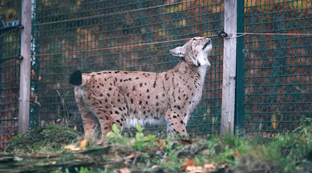 Neugierig beschnuppert die Luchsin das Gehege. / Foto: Matthias Bein/dpa Neugierig beschnuppert die Luchsin das Gehege. / Foto: Matthias Bein/dpa