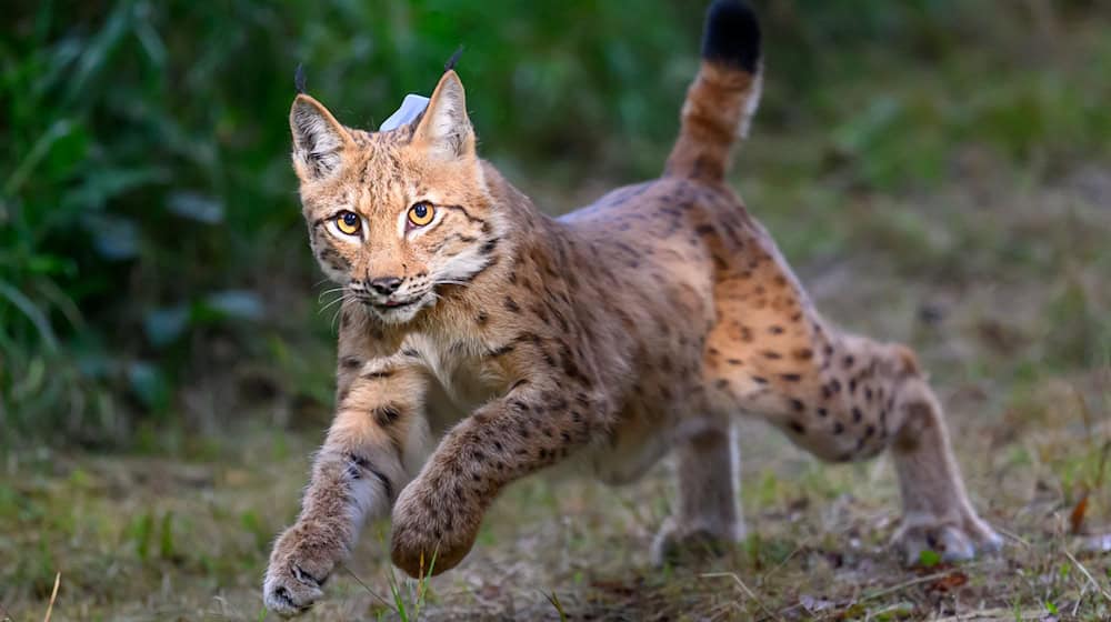 Im Harz sollen wieder mehr Luchse angesiedelt werden. (Symbolbild) / Foto: Hendrik Schmidt/dpa