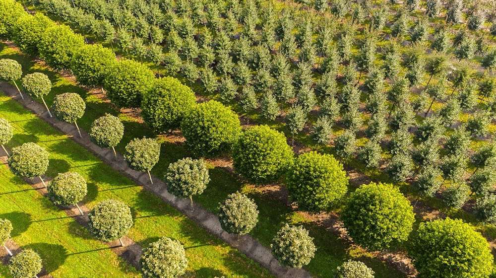 Grün, grüner, Niedersachsen: Nirgendwo sonst in Deutschland erstrecken sich so viele Baumschulflächen. (Archivbild) / Foto: Mohssen Assanimoghaddam/dpa Grün, grüner, Niedersachsen: Nirgendwo sonst in Deutschland erstrecken sich so viele Baumschulflächen. (Archivbild) / Foto: Mohssen Assanimoghaddam/dpa