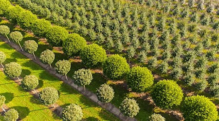 Grün, grüner, Niedersachsen: Nirgendwo sonst in Deutschland erstrecken sich so viele Baumschulflächen. (Archivbild) / Foto: Mohssen Assanimoghaddam/dpa Grün, grüner, Niedersachsen: Nirgendwo sonst in Deutschland erstrecken sich so viele Baumschulflächen. (Archivbild) / Foto: Mohssen Assanimoghaddam/dpa