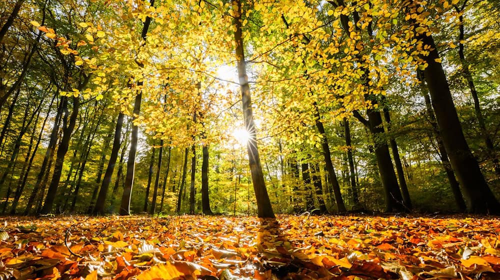 Wie gesund ist der Wald in Niedersachsen? Der Waldzustandsbericht zeigt ein durchwachsenes Bild. / Foto: Julian Stratenschulte/dpa Wie gesund ist der Wald in Niedersachsen? Der Waldzustandsbericht zeigt ein durchwachsenes Bild. / Foto: Julian Stratenschulte/dpa