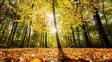 Wie gesund ist der Wald in Niedersachsen? Der Waldzustandsbericht zeigt ein durchwachsenes Bild. / Foto: Julian Stratenschulte/dpa Wie gesund ist der Wald in Niedersachsen? Der Waldzustandsbericht zeigt ein durchwachsenes Bild. / Foto: Julian Stratenschulte/dpa
