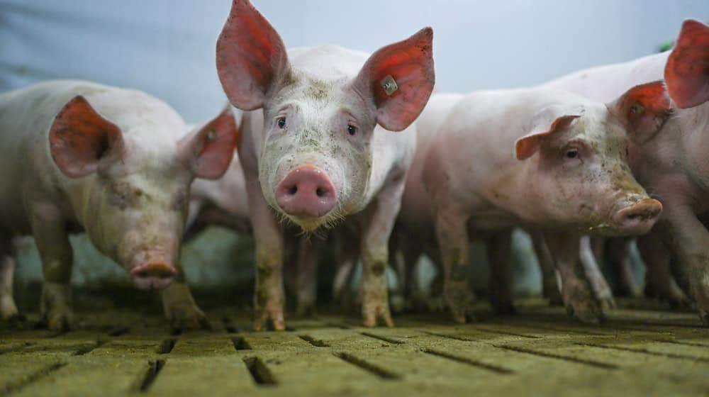 Das Ende eines Förderprogramms für den tierwohlgerechten Umbau der Schweinehaltung stößt auf Kritik in Niedersachsen. (Archivfoto) / Foto: Lars Klemmer/dpa