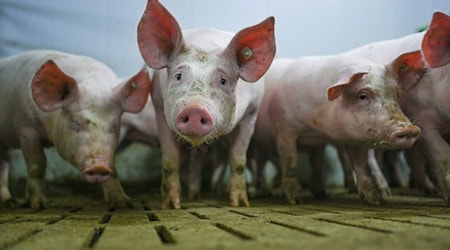 Das Ende eines Förderprogramms für den tierwohlgerechten Umbau der Schweinehaltung stößt auf Kritik in Niedersachsen. (Archivfoto) / Foto: Lars Klemmer/dpa