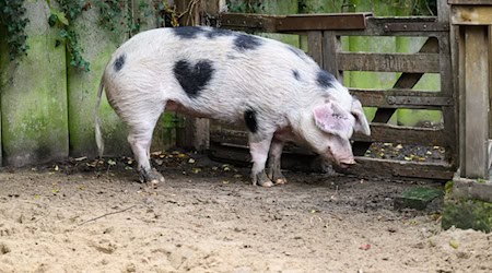 «Wilma» wird von den Pflegern auch «Herzchen» genannt. / Foto: Julian Stratenschulte/dpa