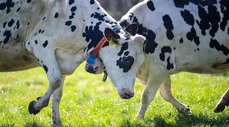 Ein Großteil des Treibhausgasausstoßes der Landwirtschaft in Niedersachsen geht auf das Konto von Wiederkäuern wie Rindern oder Schafen. (Archivfoto) / Foto: Sina Schuldt/dpa