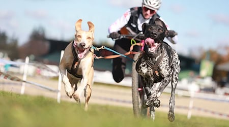 Beim Schlittenhunderennen Harzer Luchstrail in Bad Harzburg sind mehr als 200 Starter aus ganz Deutschland dabei. / Foto: Matthias Bein/dpa