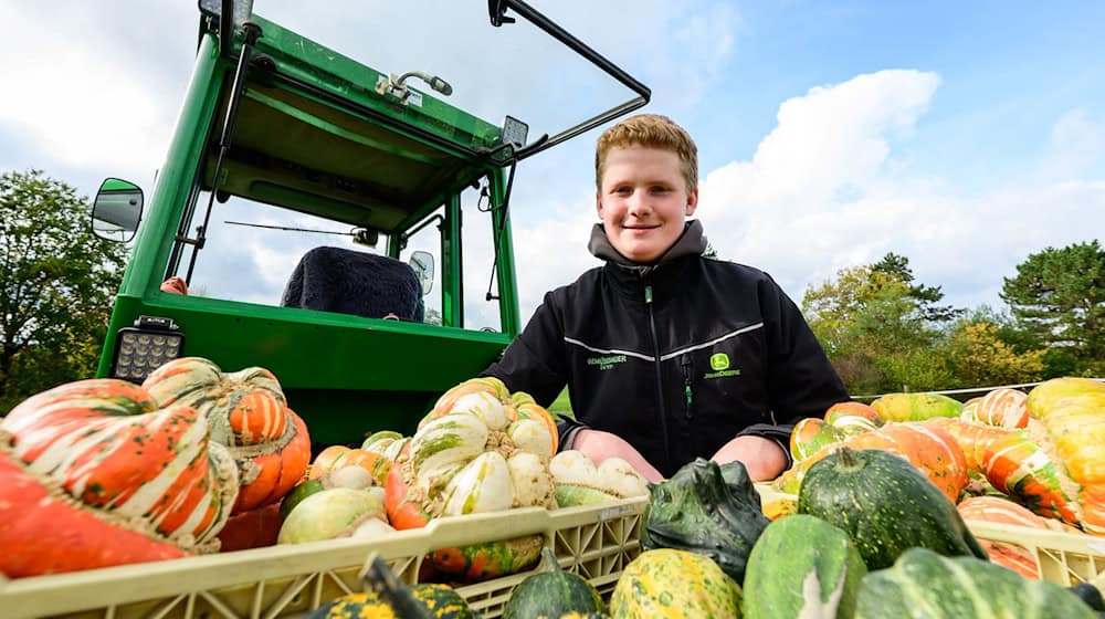 Sören Schulz, 15 Jahre alter Gemüsebauer, sitzt neben seinem Traktor und selbst angebauten Kürbissen.  / Foto: Philipp Schulze/dpa Sören Schulz, 15 Jahre alter Gemüsebauer, sitzt neben seinem Traktor und selbst angebauten Kürbissen.  / Foto: Philipp Schulze/dpa