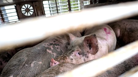 Nach Angaben der Polizei wurden rund 30 Schweine beim Unfall verletzt. (Symbolbild) / Foto: Sina Schuldt/dpa