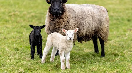 Unbekannte Täter haben aus einem Stall in Rhüden elf tragende Schafe gestohlen. (Archivbild) / Foto: Axel Heimken/dpa Unbekannte Täter haben aus einem Stall in Rhüden elf tragende Schafe gestohlen. (Archivbild) / Foto: Axel Heimken/dpa
