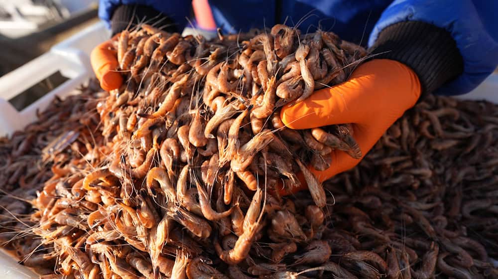 Die Krabbenfischer sind erleichtert, dass sie wieder mehr Krabben fangen. (Archivfoto) / Foto: Marcus Brandt/dpa