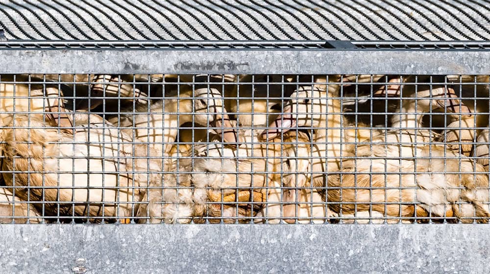 Aus Sorge vor der Vogelgrippe soll Geflügel vor dem Kontakt mit Wildvögeln geschützt werden. / Foto: Frank Hammerschmidt/dpa Aus Sorge vor der Vogelgrippe soll Geflügel vor dem Kontakt mit Wildvögeln geschützt werden. / Foto: Frank Hammerschmidt/dpa