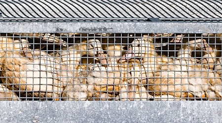 Aus Sorge vor der Vogelgrippe soll Geflügel vor dem Kontakt mit Wildvögeln geschützt werden. / Foto: Frank Hammerschmidt/dpa Aus Sorge vor der Vogelgrippe soll Geflügel vor dem Kontakt mit Wildvögeln geschützt werden. / Foto: Frank Hammerschmidt/dpa