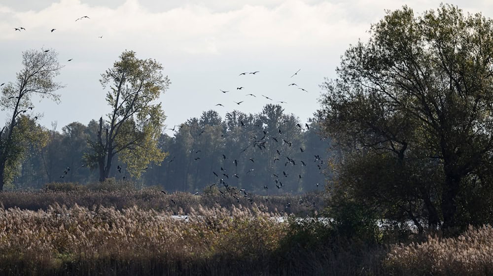 In Niedersachsen wurde der Erreger jüngst bei einem Entenbestand entdeckt.  / Foto: Fabian Sommer/dpa