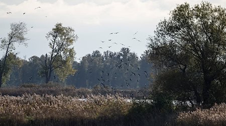 In Niedersachsen wurde der Erreger jüngst bei einem Entenbestand entdeckt.  / Foto: Fabian Sommer/dpa