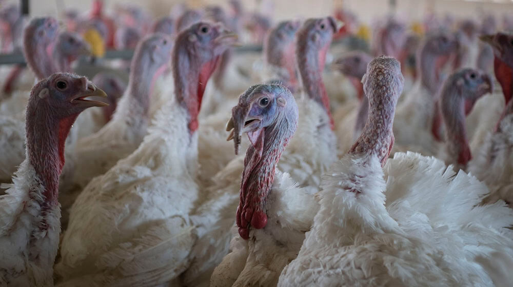 Nach einem bestätigten Vogelgrippe-Fall gilt ab morgen Stallpflicht in Gifhorn. (Symbolbild)  / Foto: Philip Dulian/dpa