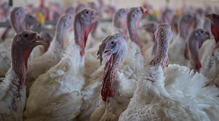 Nach einem bestätigten Vogelgrippe-Fall gilt ab morgen Stallpflicht in Gifhorn. (Symbolbild)  / Foto: Philip Dulian/dpa