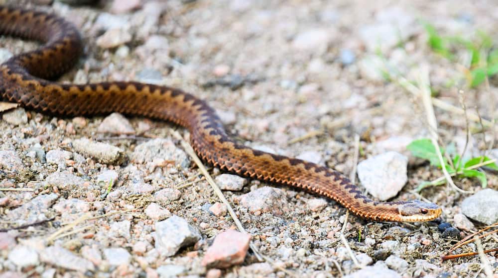 Lebensbedrohlich sind Bisse der Kreuzotter nicht. / Foto: Julian Stratenschulte/dpa