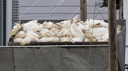Die Geflügelpest breitet sich in Niedersachsen aus - die Geflügelhalter fürchten um ihre Tierbestände. (Archivfoto) / Foto: Michael Bahlo/dpa