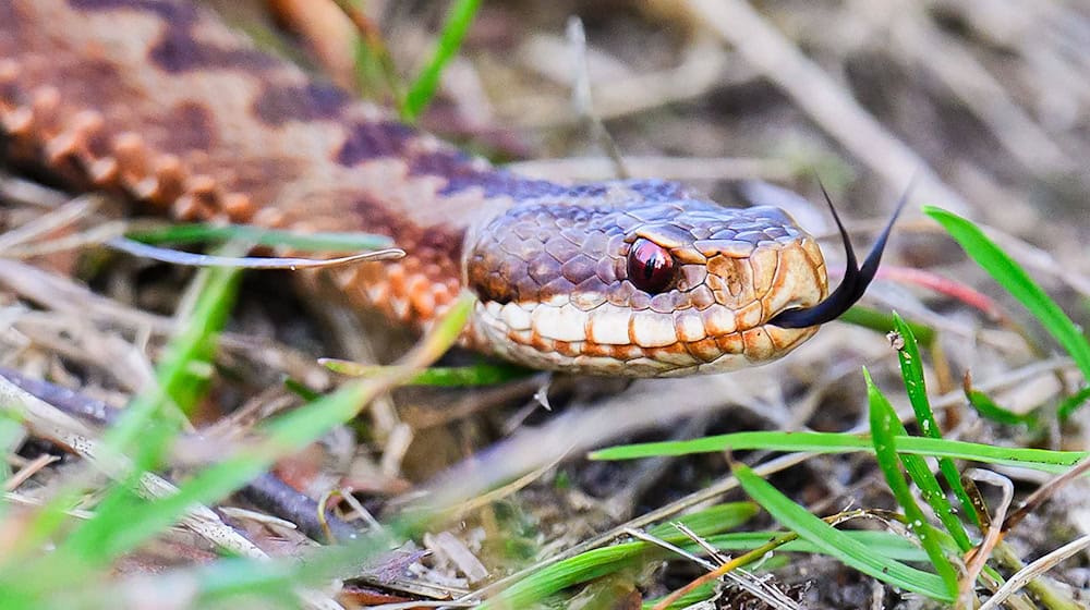 Der Kreuzotter fehlt es zunehmend an geeigneten Lebensräumen.  / Foto: Julian Stratenschulte/dpa