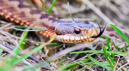 Der Kreuzotter fehlt es zunehmend an geeigneten Lebensräumen.  / Foto: Julian Stratenschulte/dpa