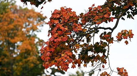 Das Wetter am langen Wochenende wird in Niedersachsen und Bremen wechselhaft und mild. (Symbolbild) / Foto: Shireen Broszies/dpa Das Wetter am langen Wochenende wird in Niedersachsen und Bremen wechselhaft und mild. (Symbolbild) / Foto: Shireen Broszies/dpa