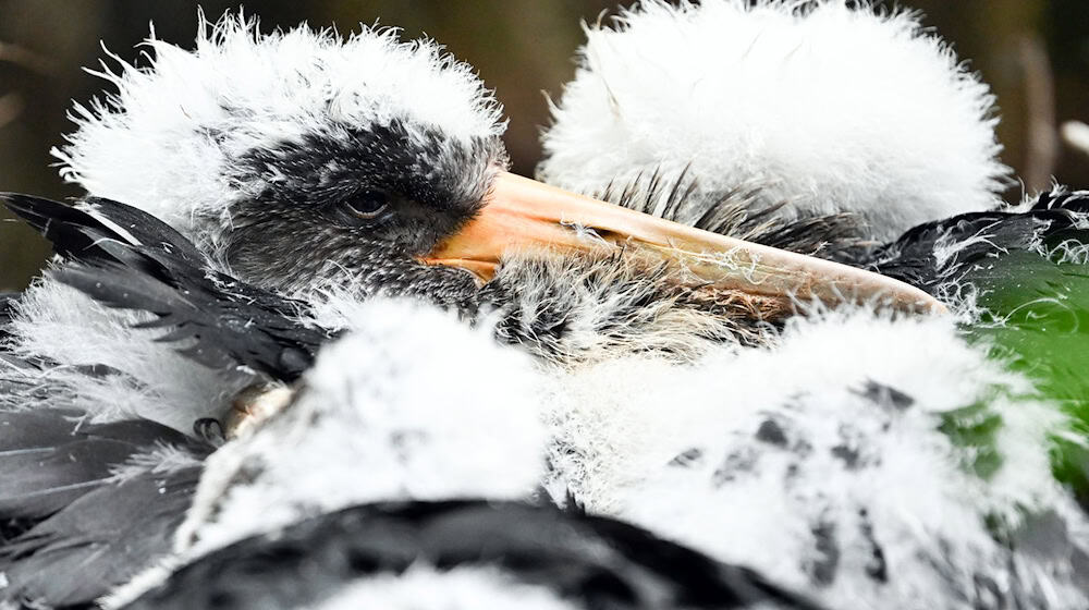 Schwarzstorch-Küken haben noch weißes Fell. (Symbolbild)  / Foto: Federico Gambarini/dpa