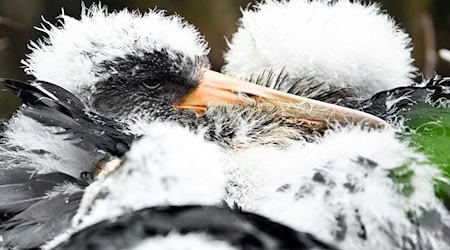 Schwarzstorch-Küken haben noch weißes Fell. (Symbolbild)  / Foto: Federico Gambarini/dpa