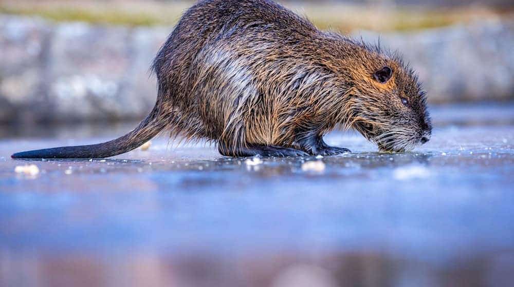 Über ein Drittel der Jagdreviere melden bundesweit ein Nutria-Vorkommenn - besonders dramatisch ist die Lage in Bremen und Hamburg (Symbolbild). / Foto: Jens Büttner/dpa