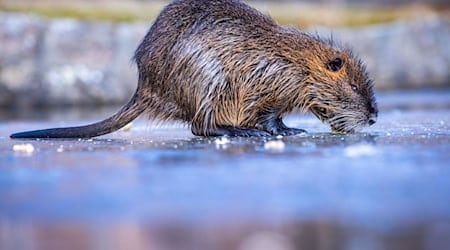 Über ein Drittel der Jagdreviere melden bundesweit ein Nutria-Vorkommenn - besonders dramatisch ist die Lage in Bremen und Hamburg (Symbolbild). / Foto: Jens Büttner/dpa