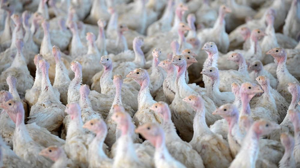 Nach der Feststellung der Geflügelpest in einem Putenstall im Landkreis Cloppenburg mussten die Tiere getötet werden. (Symbolfoto)  / Foto: picture alliance / Carmen Jaspersen/dpa