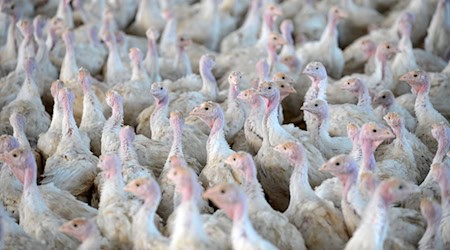 Nach der Feststellung der Geflügelpest in einem Putenstall im Landkreis Cloppenburg mussten die Tiere getötet werden. (Symbolfoto)  / Foto: picture alliance / Carmen Jaspersen/dpa