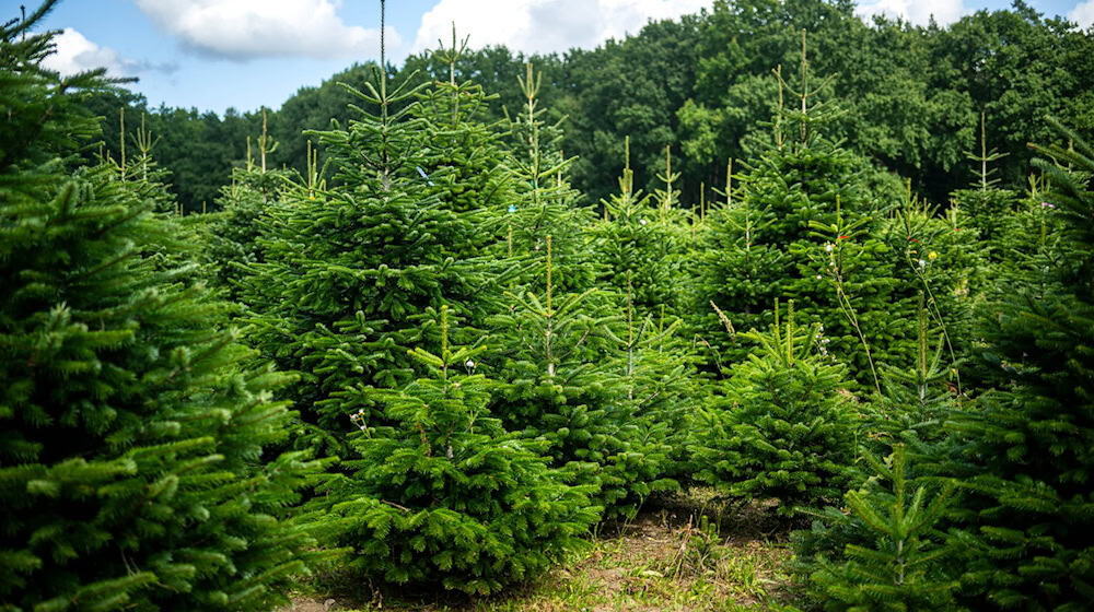 Weihnachtsbäume werden häufig auf Plantagen angebaut. (Archivbild) / Foto: Sina Schuldt/dpa