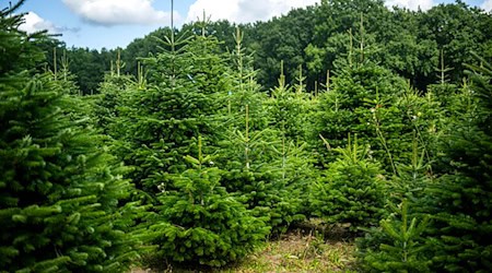 Weihnachtsbäume werden häufig auf Plantagen angebaut. (Archivbild) / Foto: Sina Schuldt/dpa