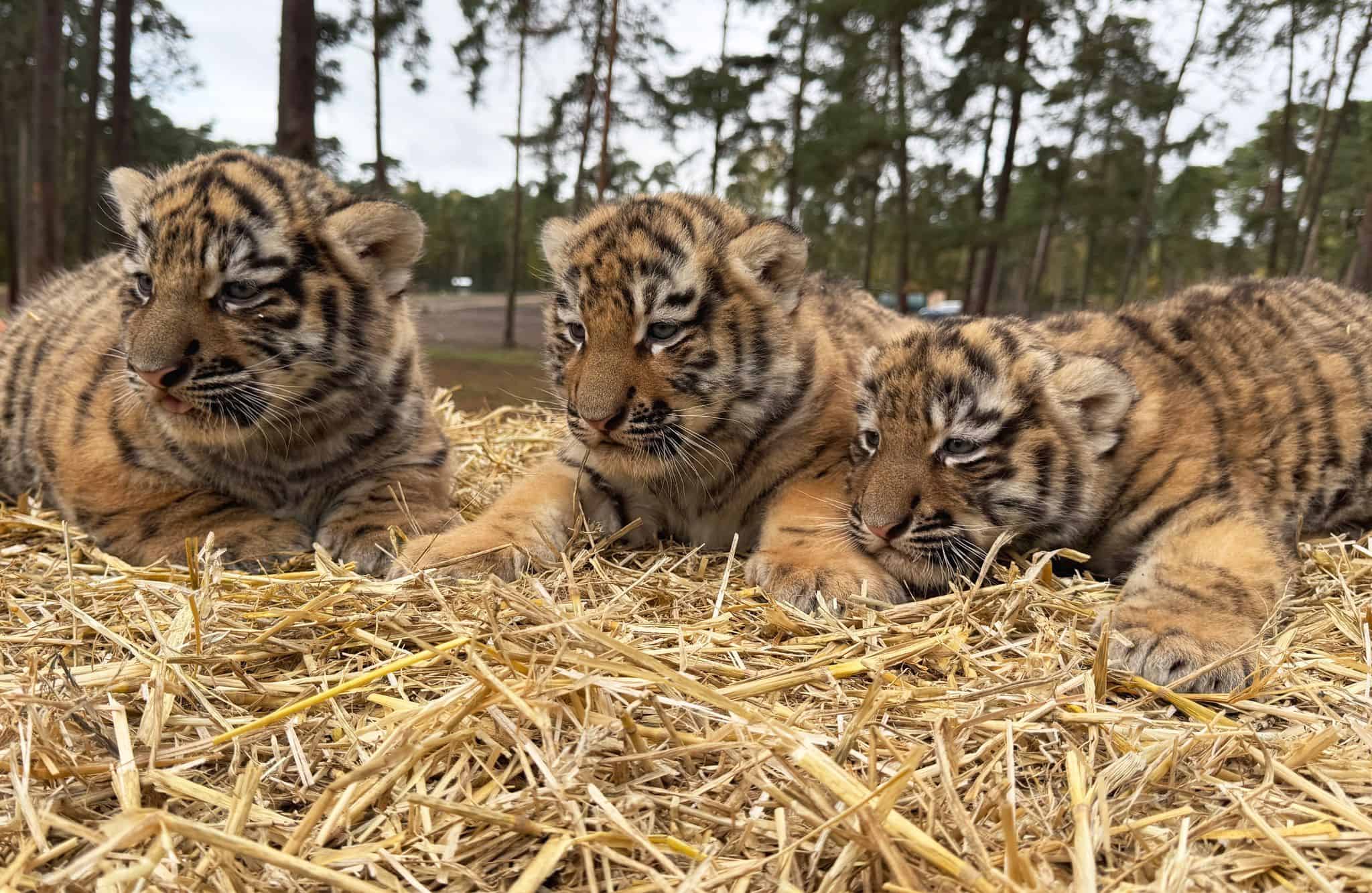 drei-sibirische-tigerbabys-im-serengeti-park-geboren