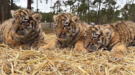 Diese drei Tigerbabys wurden im Serengeti-Park in Hodenhagen geboren. / Foto: -/Serengeti-Park Hodenhagen/dpa