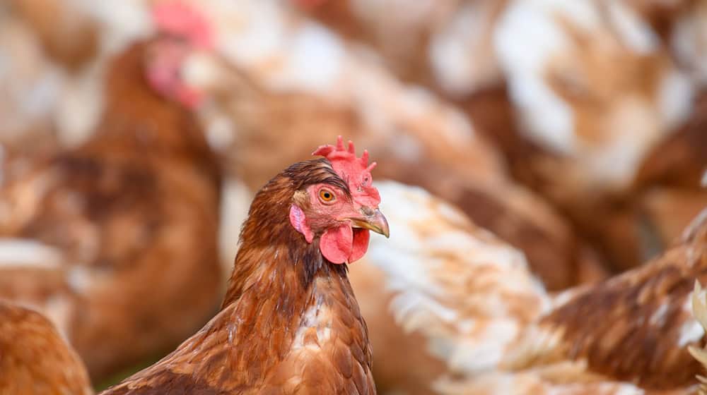 In der Grafschaft Bentheim gibt es auf einem großen Legehennenbetrieb einen Verdachtsfall auf Geflügelpest. (Symbolfoto) / Foto: Klaus-Dietmar Gabbert/dpa