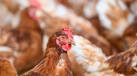 In der Grafschaft Bentheim gibt es auf einem großen Legehennenbetrieb einen Verdachtsfall auf Geflügelpest. (Symbolfoto) / Foto: Klaus-Dietmar Gabbert/dpa