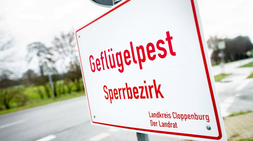 Drei Landkreise meldeten am Wochenende weitere Ausbrüche der Geflügelpest. (Archivbild) / Foto: Hauke-Christian Dittrich/dpa