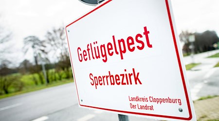 In Niedersachsen sind weitere Fälle von Vogelgrippe festgestellt worden. (Archivbild) / Foto: Hauke-Christian Dittrich/dpa