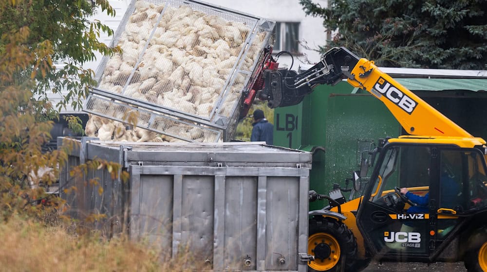 Die von der Geflügelpest besonders betroffenen Landkreise Cloppenburg und Oldenburg bekommen Unterstützung von weiteren Tierärzten.  / Foto: Christophe Gateau/dpa