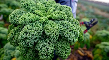 Niedersachsen Landwirte haben mit der Grünkohlernte begonnen. / Foto: Hauke-Christian Dittrich/dpa Niedersachsen Landwirte haben mit der Grünkohlernte begonnen. / Foto: Hauke-Christian Dittrich/dpa