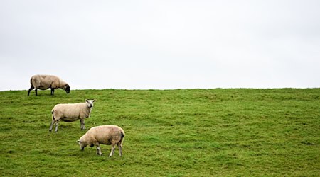 Bislang ist unklar, wem der Hund gehört. (Symbolbild) / Foto: Lars Penning/dpa