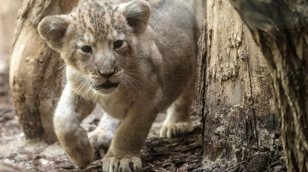 In einem Video im Internet ist zu sehen, wie ein Junglöwe zwischen dem rechten Bein des am Steuer sitzenden Mannes und der Mittelkonsole liegt. (Symbolbild) / Foto: Boris Roessler/dpa