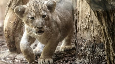 In einem Video im Internet ist zu sehen, wie ein Junglöwe zwischen dem rechten Bein des am Steuer sitzenden Mannes und der Mittelkonsole liegt. (Symbolbild) / Foto: Boris Roessler/dpa