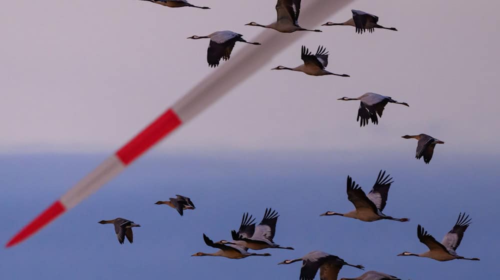 Schwer kranke Kraniche dürfen in einigen Regionen in Niedersachsen jetzt von Jägern erschossen werden. (Archivbild) / Foto: Patrick Pleul/dpa